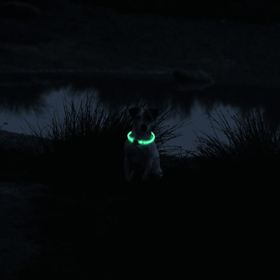 Leuchthalsband im Dunkeln