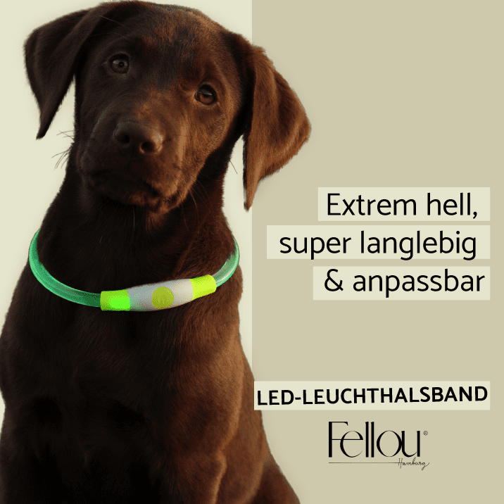 LED-Halsband