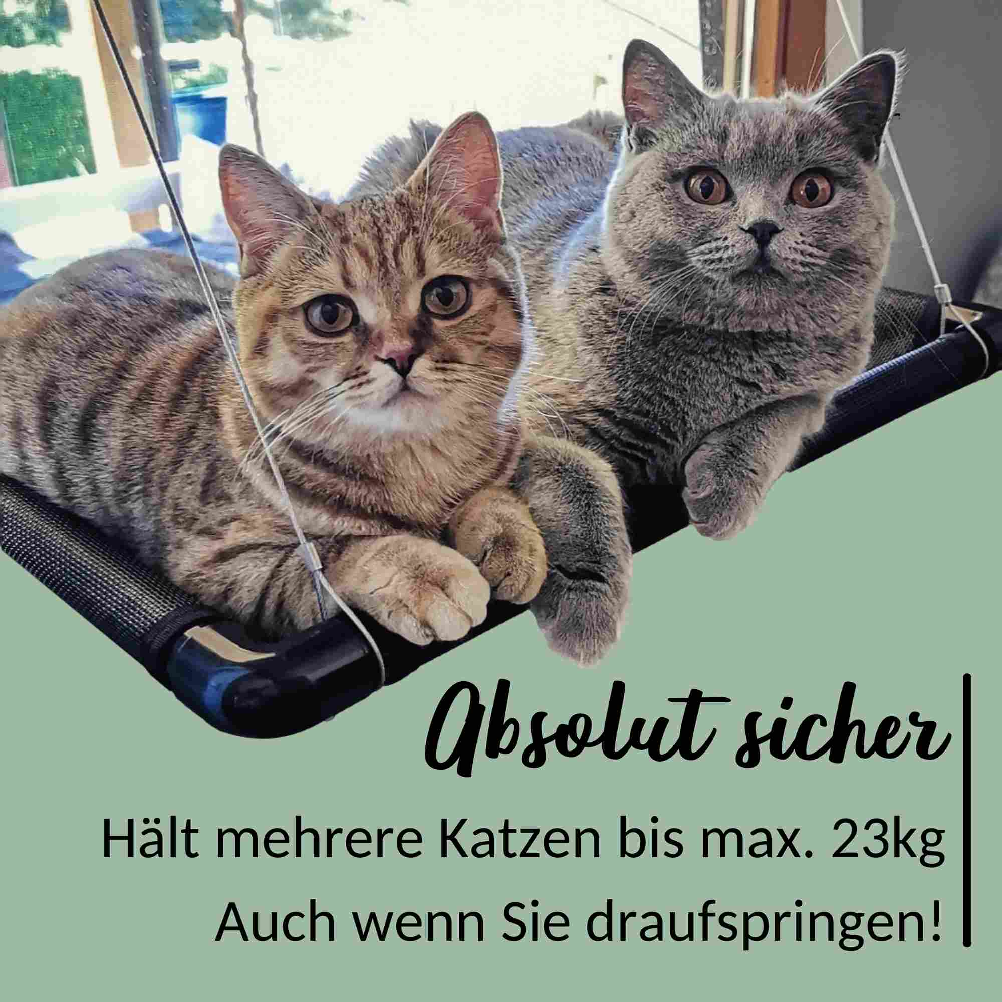 hängematte fenster katze ▻ riijk® Fenster Katzenhängematte ✓ Katzen bis 23 kg