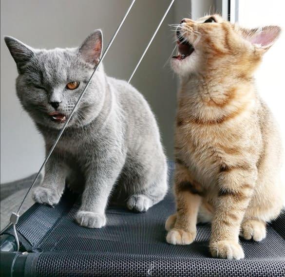 Katzenhängematte mit zwei Katzen