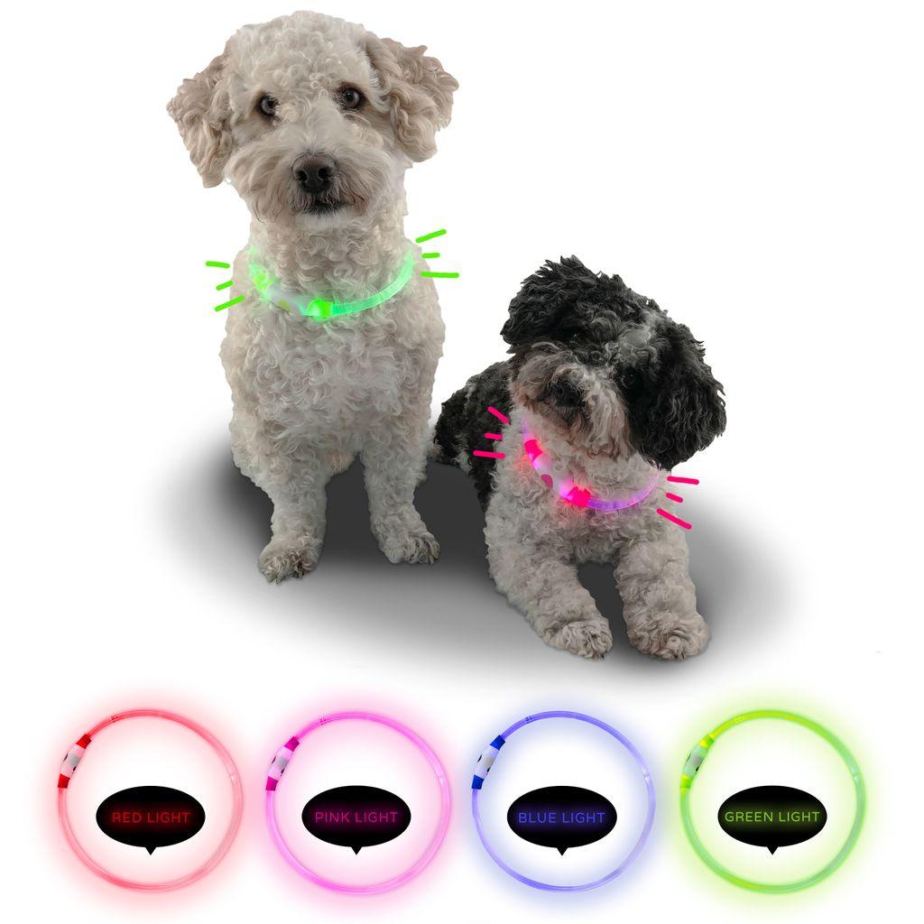 LED-Leuchthalsband an Hund