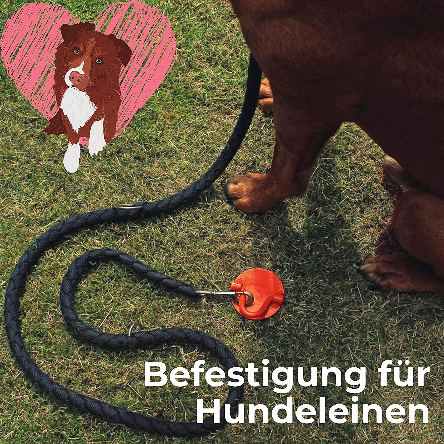 Hund mit Bodenanker gesichert